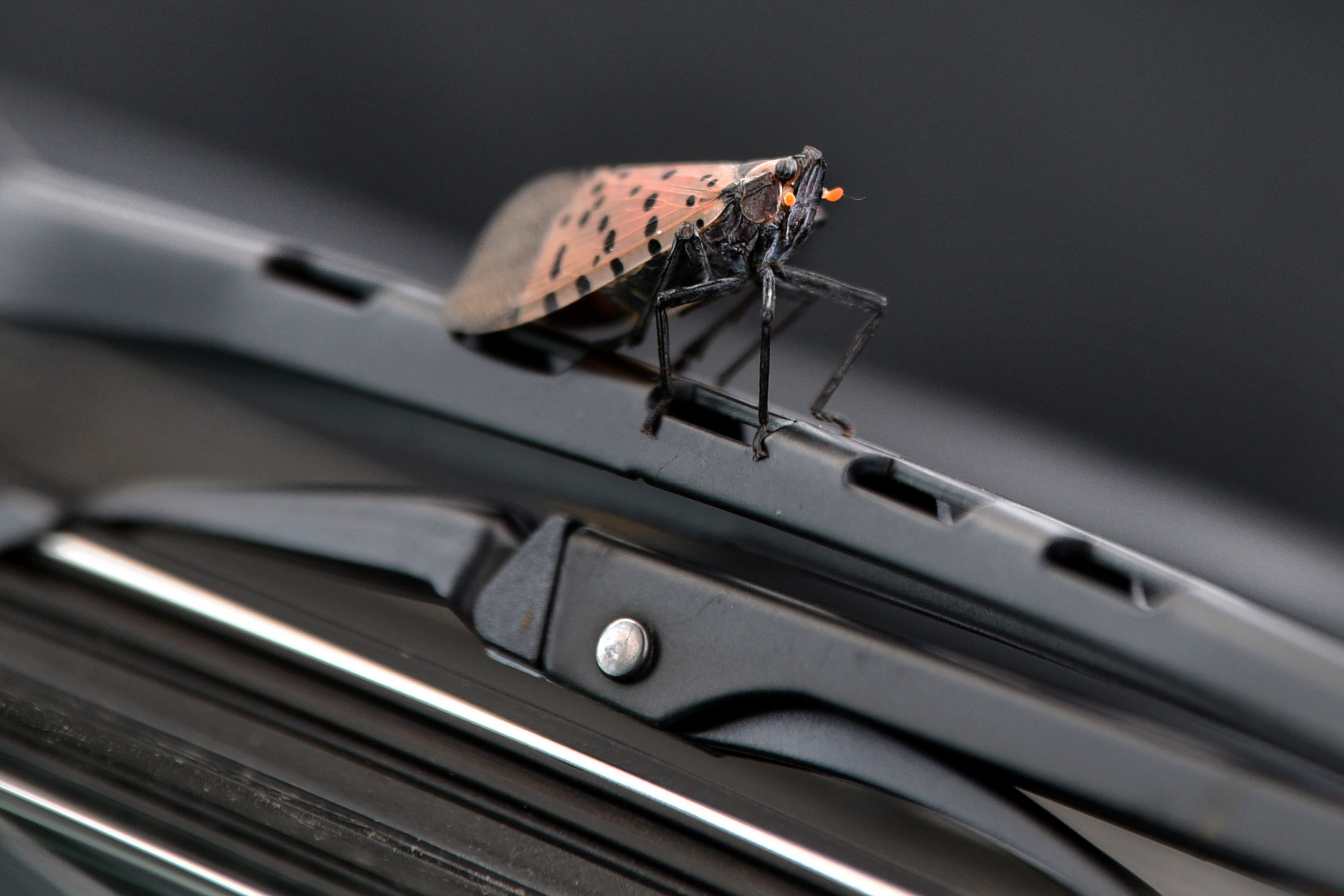 Pa. attorney general files lawsuit over bogus spotted lanternfly permits