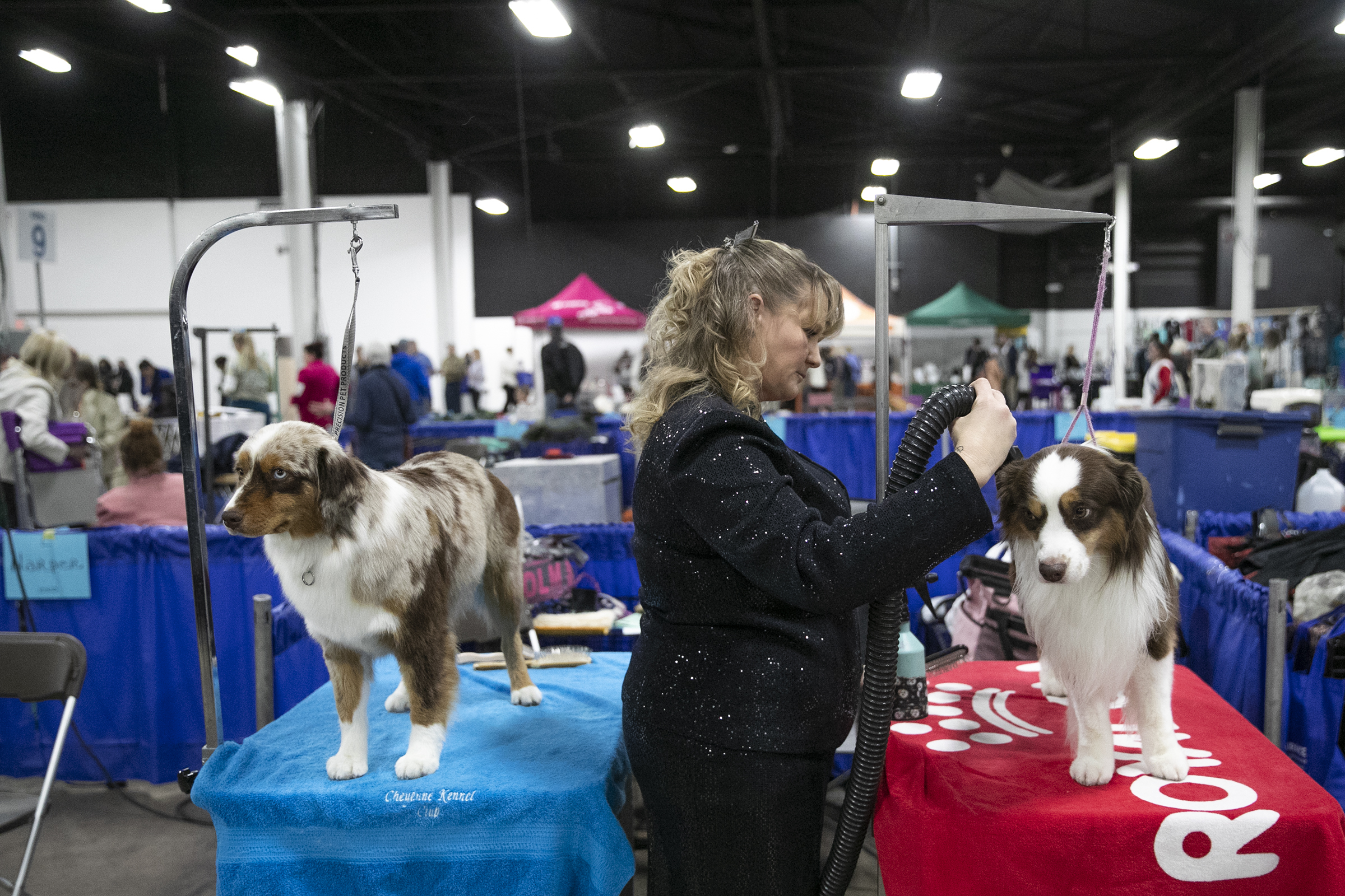 How to find a best-in-show groomer for your pets