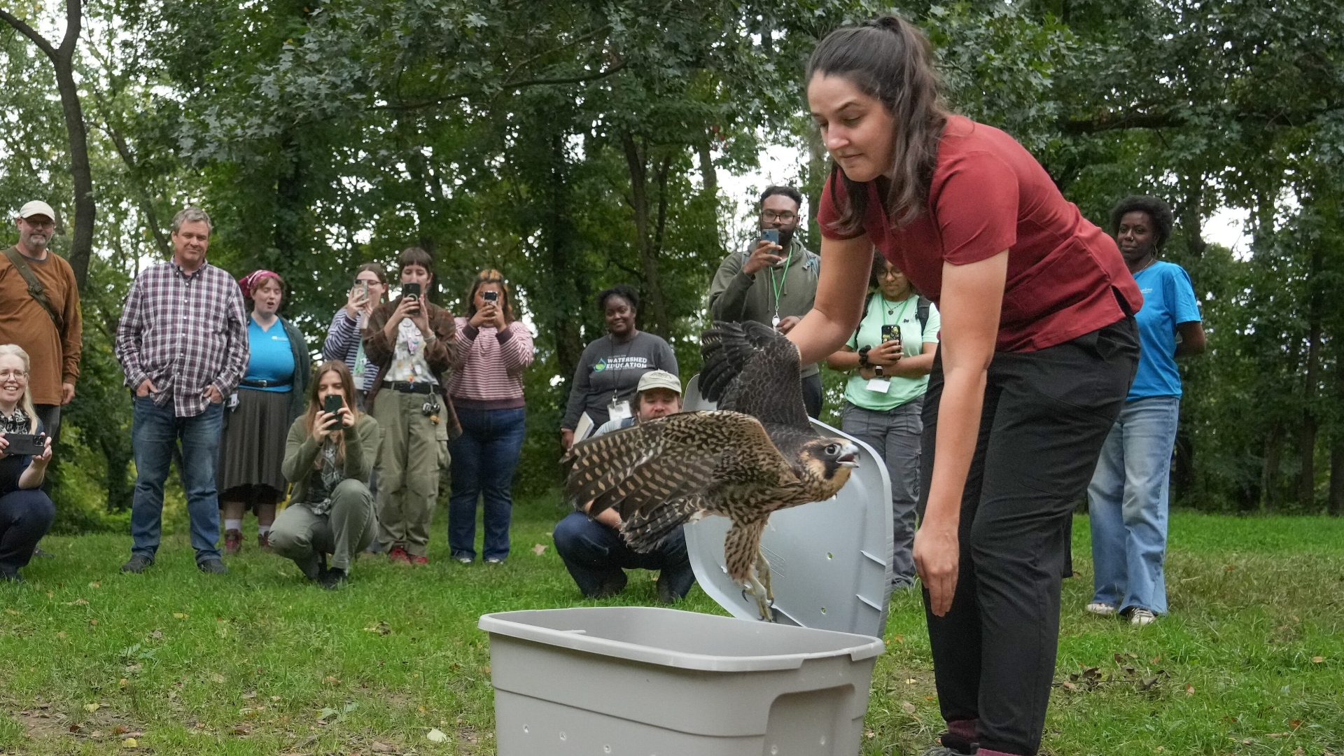 Peregrine falcon released into the wild after healing from lead poisoning
