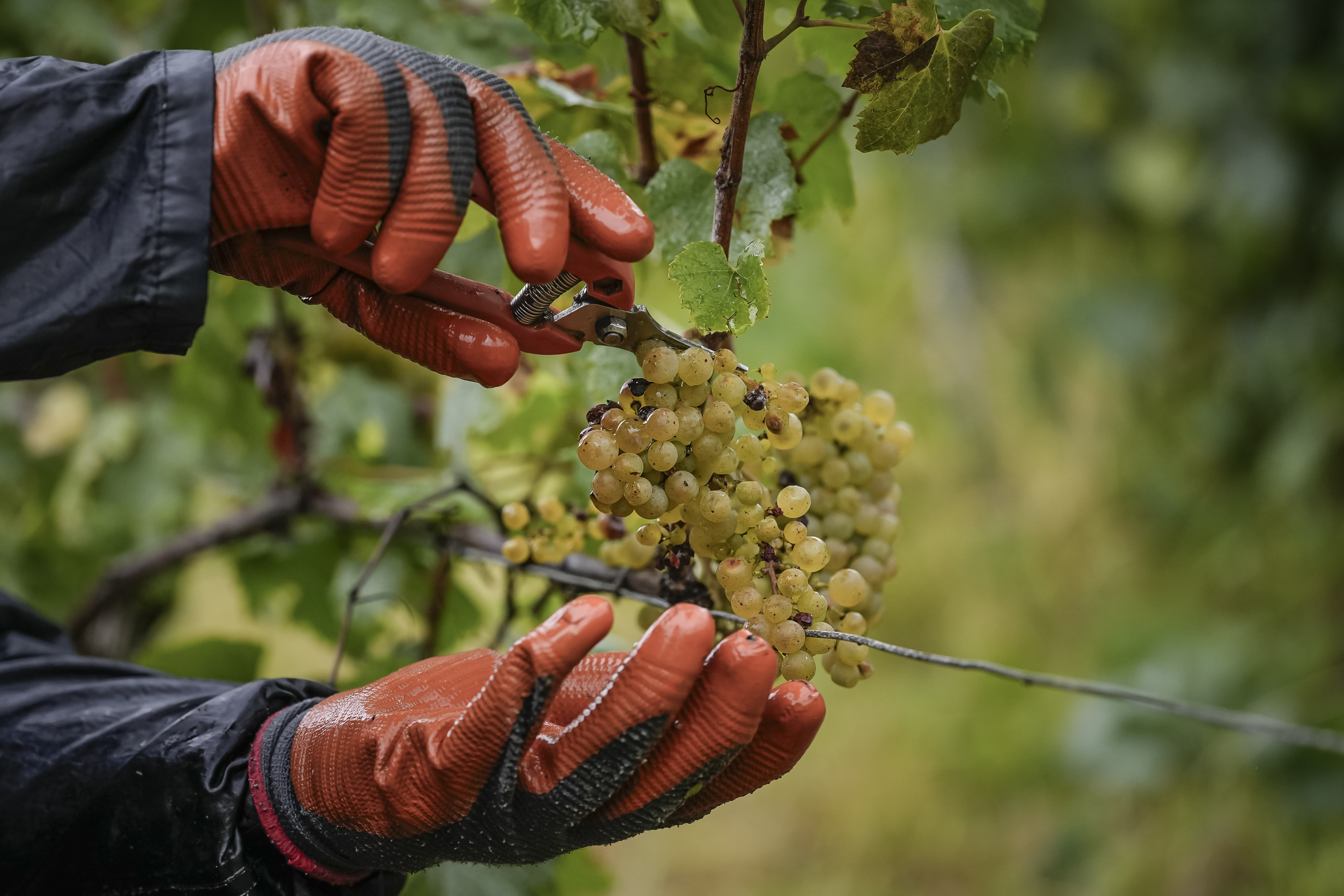 French vineyards are growing grapes with minimal chemicals — and making better wines