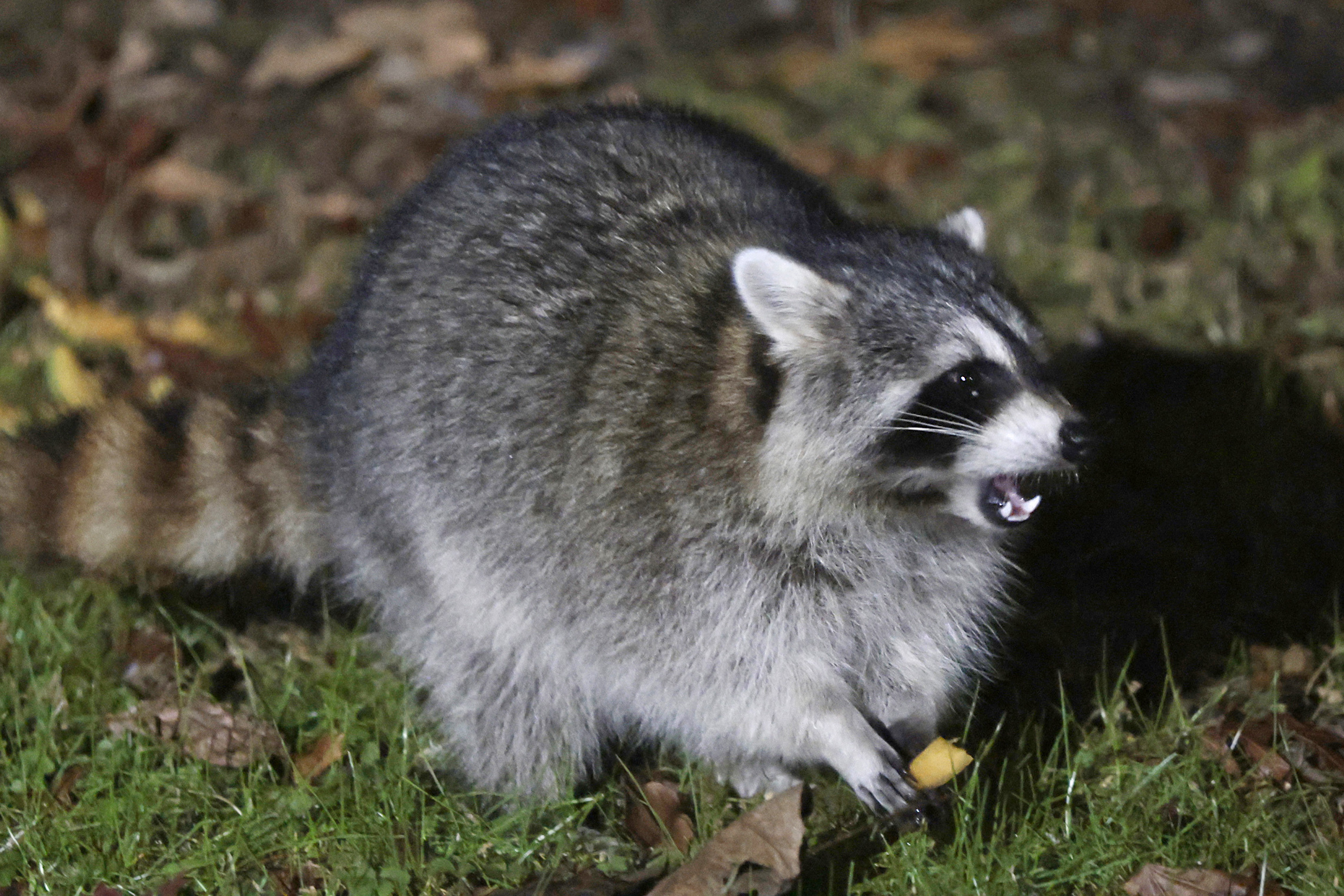 Three animals in Gloucester County have tested positive for rabies this week