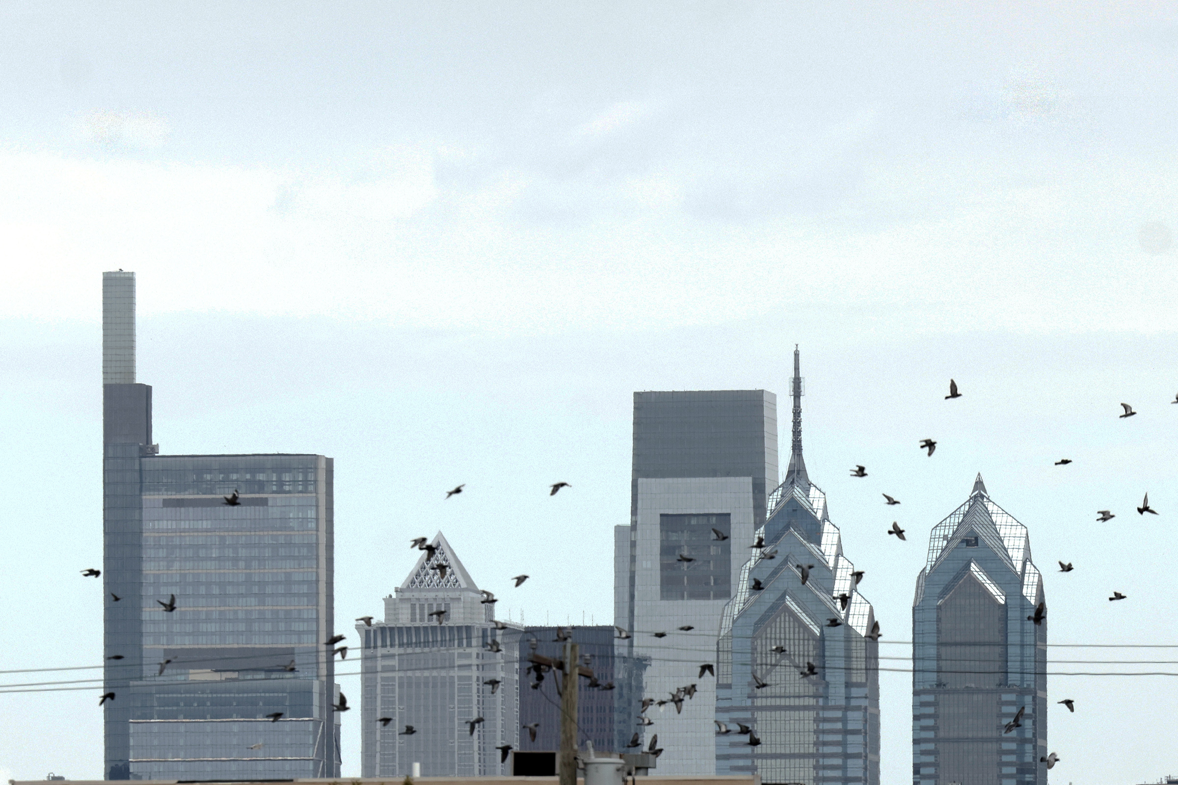 Philly’s wayward birds are landing in backyards, Facebook groups, and vet offices